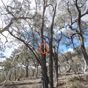 Laetiporus portentosus at Carwoola, NSW - 13 Oct 2018 03:07 PM