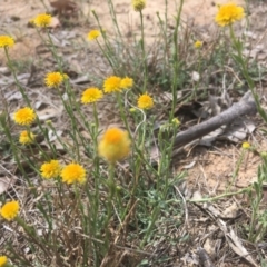 Calotis lappulacea (Yellow Burr Daisy) at Deakin, ACT - 13 Oct 2018 by KL