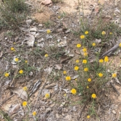 Calotis lappulacea at Deakin, ACT - 13 Oct 2018 02:01 PM