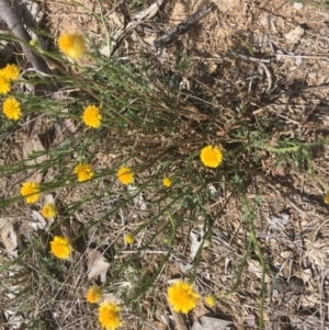 Calotis lappulacea at Deakin, ACT - 13 Oct 2018