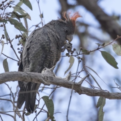 Callocephalon fimbriatum (Gang-gang Cockatoo) at Bruce, ACT - 13 Oct 2018 by AlisonMilton