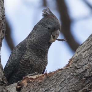 Callocephalon fimbriatum at Bruce, ACT - 13 Oct 2018