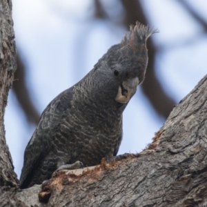 Callocephalon fimbriatum at Bruce, ACT - 13 Oct 2018