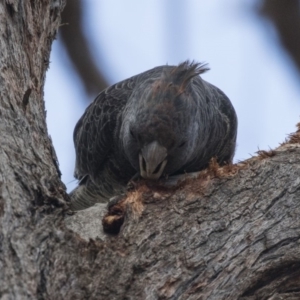 Callocephalon fimbriatum at Bruce, ACT - 13 Oct 2018