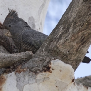 Callocephalon fimbriatum at Bruce, ACT - 13 Oct 2018