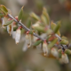 Leucopogon fletcheri subsp. brevisepalus (Twin Flower Beard-Heath) at Black Mountain - 12 Oct 2018 by ClubFED