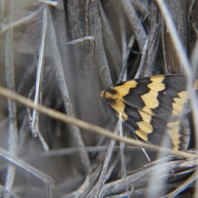 Termessa shepherdi (Shepherd's Footman) at Black Mountain - 12 Oct 2018 by ClubFED