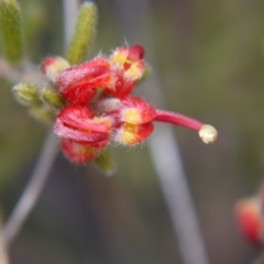 Grevillea alpina (Mountain Grevillea / Cat's Claws Grevillea) at Hackett, ACT - 12 Oct 2018 by ClubFED