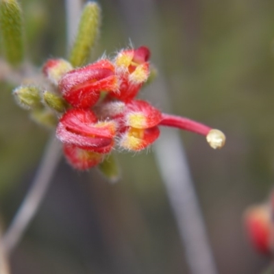 Grevillea alpina (Mountain Grevillea / Cat's Claws Grevillea) at Black Mountain - 12 Oct 2018 by ClubFED