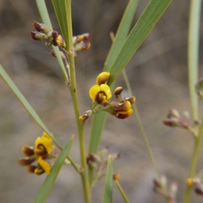 Daviesia mimosoides (Bitter Pea) at Black Mountain - 12 Oct 2018 by ClubFED