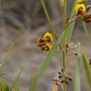 Daviesia mimosoides at Hackett, ACT - 13 Oct 2018