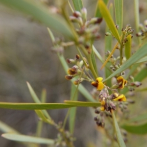 Daviesia mimosoides at Hackett, ACT - 13 Oct 2018