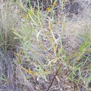 Daviesia mimosoides at Hackett, ACT - 13 Oct 2018