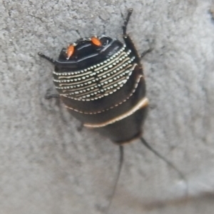 Ellipsidion australe at O'Malley, ACT - 12 Oct 2018