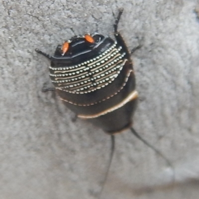 Ellipsidion australe (Austral Ellipsidion cockroach) at O'Malley, ACT - 12 Oct 2018 by MichaelMulvaney