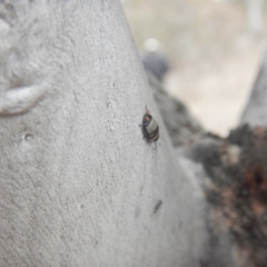 Ellipsidion australe at O'Malley, ACT - 12 Oct 2018