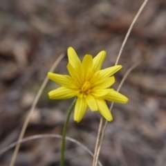 Microseris walteri (Yam Daisy, Murnong) at Bruce, ACT - 13 Oct 2018 by ClubFED