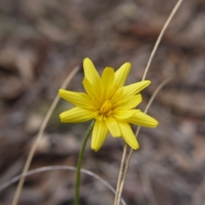 Microseris walteri at Bruce, ACT - 13 Oct 2018