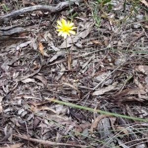 Microseris walteri at Bruce, ACT - 13 Oct 2018 11:51 AM