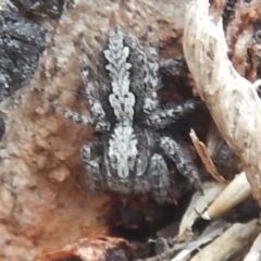 Clynotis severus (Stern Jumping Spider) at Mount Mugga Mugga - 12 Oct 2018 by MichaelMulvaney