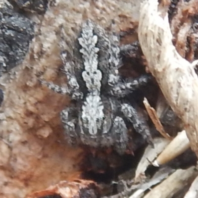 Clynotis severus (Stern Jumping Spider) at Mount Mugga Mugga - 12 Oct 2018 by MichaelMulvaney