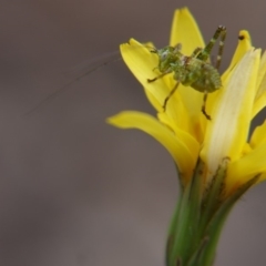 Phaneropterinae (subfamily) (Leaf Katydid, Bush Katydid) at Black Mountain - 13 Oct 2018 by ClubFED