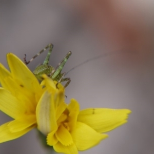 Phaneropterinae (subfamily) at Bruce, ACT - 13 Oct 2018