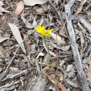 Phaneropterinae (subfamily) at Bruce, ACT - 13 Oct 2018