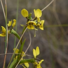 Diuris nigromontana (Black Mountain Leopard Orchid) at Hackett, ACT - 13 Oct 2018 by ClubFED