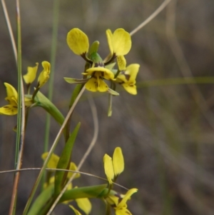 Diuris nigromontana at Hackett, ACT - suppressed