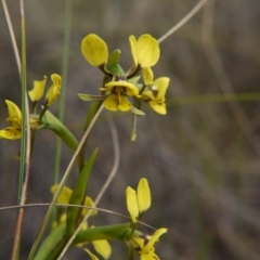 Diuris nigromontana (Black Mountain Leopard Orchid) at Black Mountain - 12 Oct 2018 by ClubFED