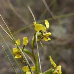 Diuris nigromontana at Hackett, ACT - suppressed