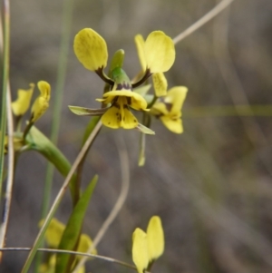 Diuris nigromontana at Hackett, ACT - suppressed