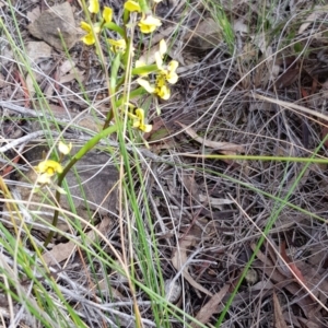 Diuris nigromontana at Hackett, ACT - suppressed