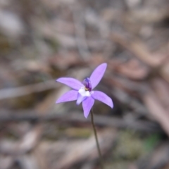 Glossodia major (Wax Lip Orchid) at Black Mountain - 13 Oct 2018 by ClubFED