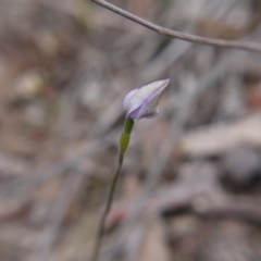 Glossodia major at Aranda, ACT - 13 Oct 2018