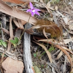 Glossodia major at Aranda, ACT - suppressed