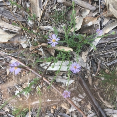 Vittadinia cuneata var. cuneata (Fuzzy New Holland Daisy) at Red Hill Nature Reserve - 13 Oct 2018 by KL