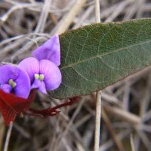 Hardenbergia violacea at Hackett, ACT - 13 Oct 2018