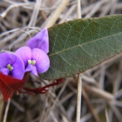 Hardenbergia violacea (False Sarsaparilla) at Hackett, ACT - 12 Oct 2018 by ClubFED