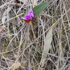 Hardenbergia violacea at Hackett, ACT - 13 Oct 2018 10:51 AM