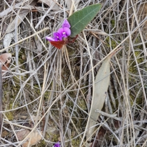 Hardenbergia violacea at Hackett, ACT - 13 Oct 2018