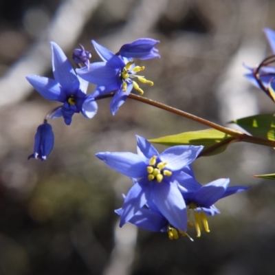 Stypandra glauca (Nodding Blue Lily) at Black Mountain - 7 Oct 2018 by ClubFED