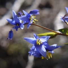 Stypandra glauca (Nodding Blue Lily) at Acton, ACT - 7 Oct 2018 by ClubFED
