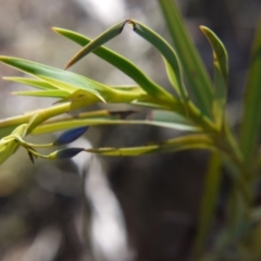 Stypandra glauca at Acton, ACT - 7 Oct 2018