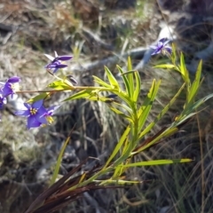 Stypandra glauca at Acton, ACT - 7 Oct 2018 02:53 PM