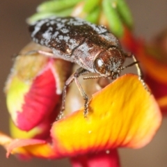 Diphucrania acuducta (Acuducta jewel beetle) at Tuggeranong Hill - 13 Oct 2018 by Harrisi