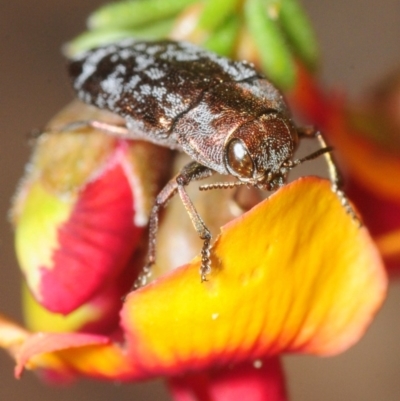 Diphucrania acuducta (Acuducta jewel beetle) at Theodore, ACT - 13 Oct 2018 by Harrisi