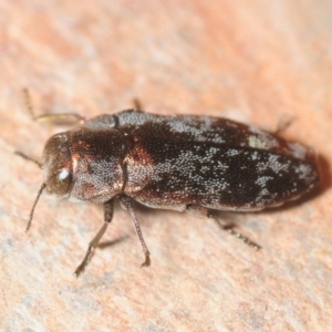 Diphucrania acuducta at Theodore, ACT - 13 Oct 2018 10:22 PM