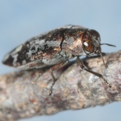 Diphucrania acuducta at Theodore, ACT - 13 Oct 2018